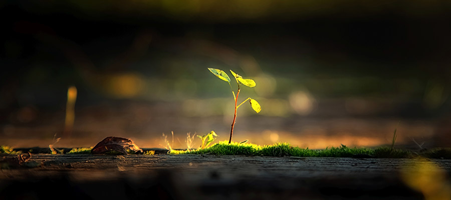 Eco-friendly Fashion